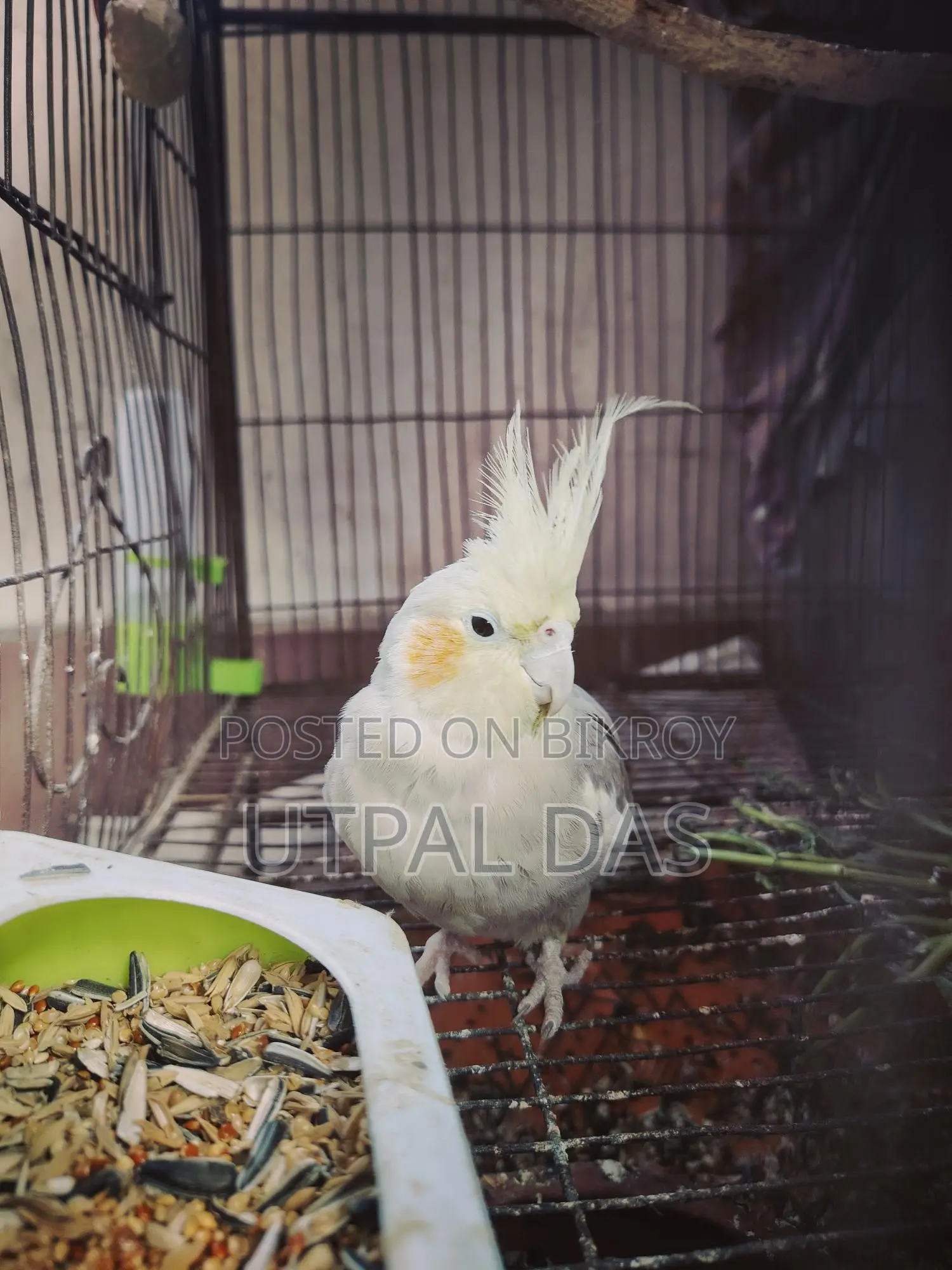 Gray Breeding Female Cockatiel