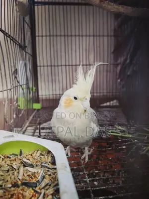 Gray Breeding Female Cockatiel