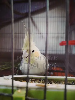 Gray Breeding Female Cockatiel
