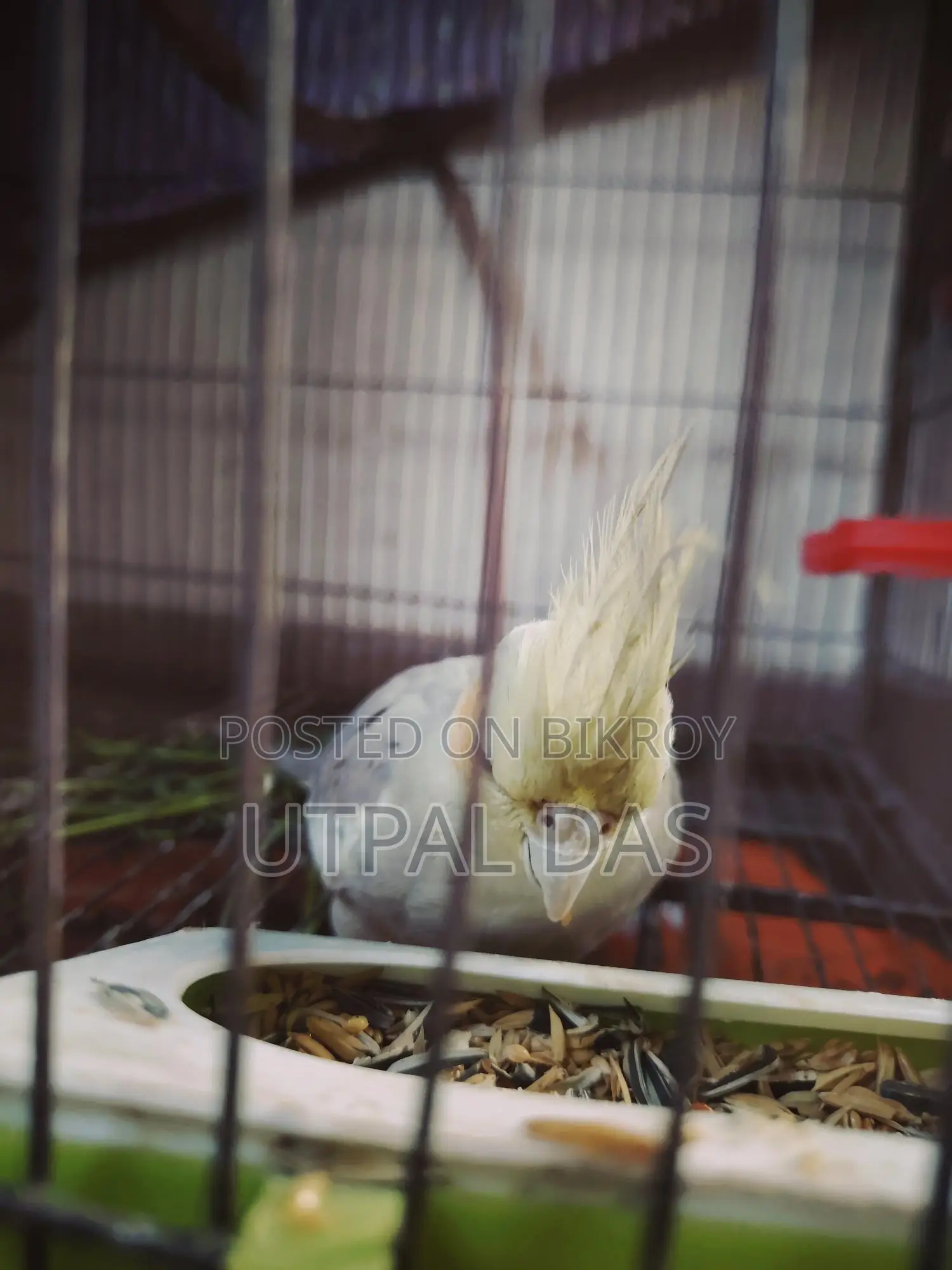 Gray Breeding Female Cockatiel