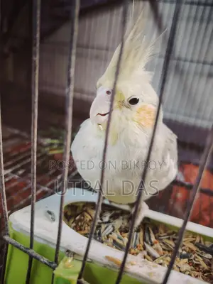 Gray Breeding Female Cockatiel