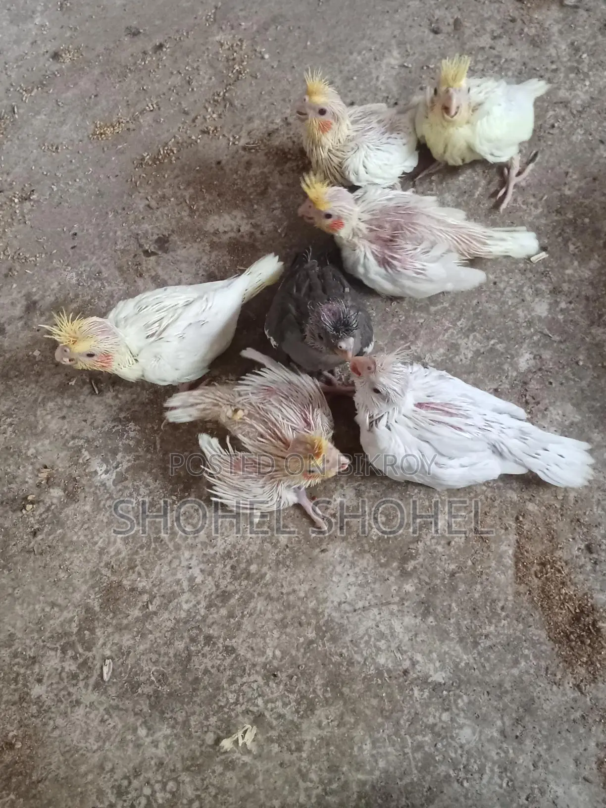 খুব ভালো জাতের পাখি