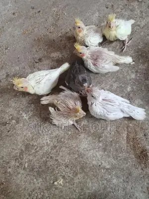 খুব ভালো জাতের পাখি