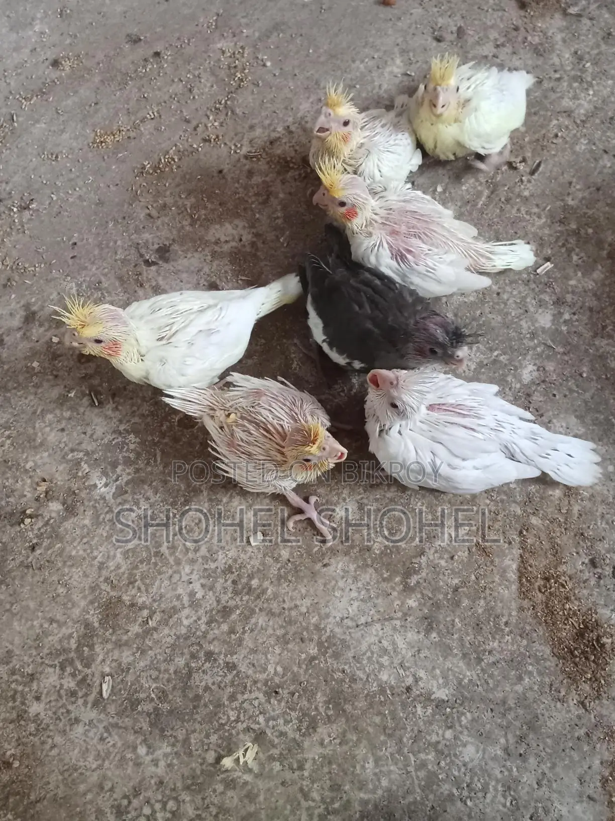 খুব ভালো জাতের পাখি