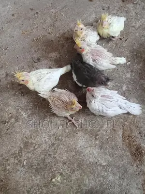 খুব ভালো জাতের পাখি
