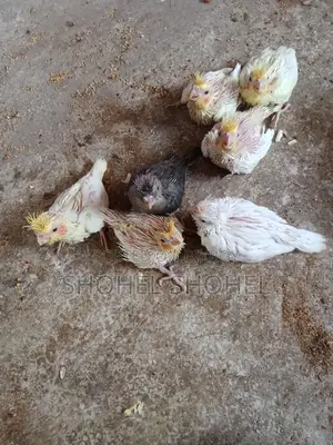 খুব ভালো জাতের পাখি