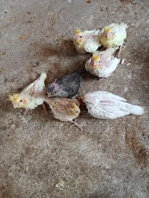 খুব ভালো জাতের পাখি