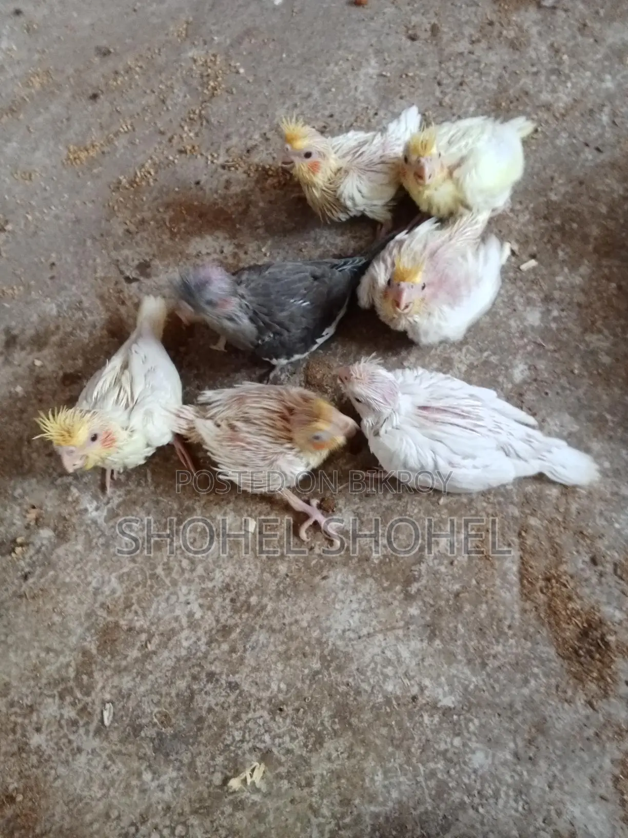 খুব ভালো জাতের পাখি