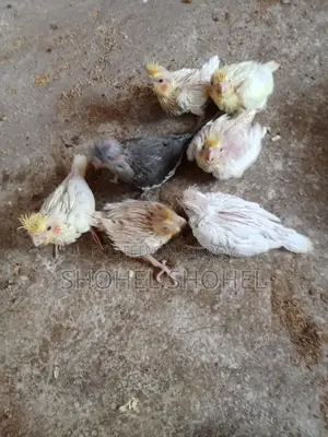 খুব ভালো জাতের পাখি