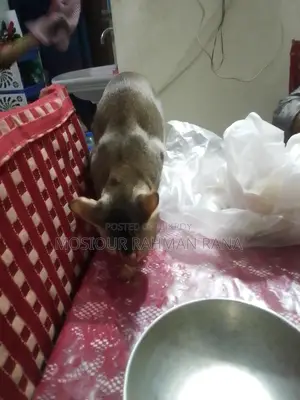 দেশি বিড়াল