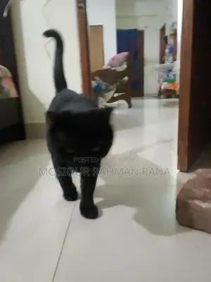 দেশি বিড়াল
