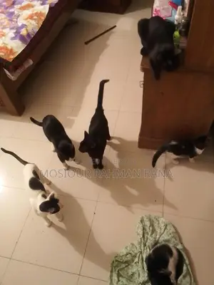 দেশি বিড়াল