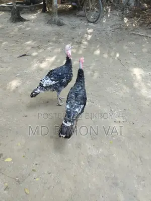 টার্কি মুরগা ১ পিস বিক্রি হবে