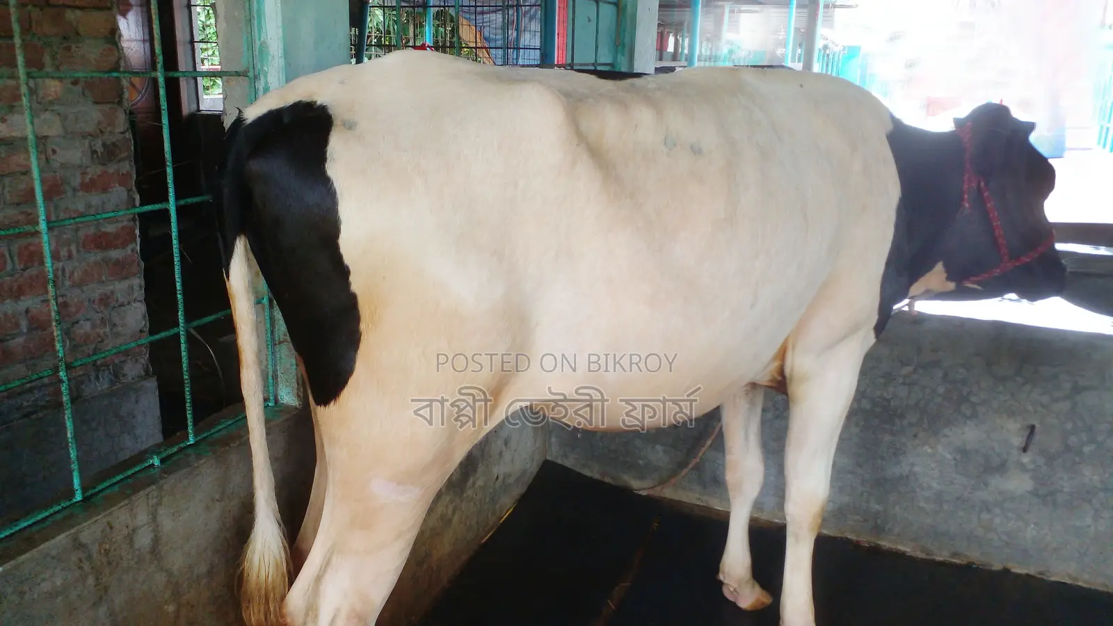 ৯৮৩ নং বকনা কিনুন পোষার জন্য ।