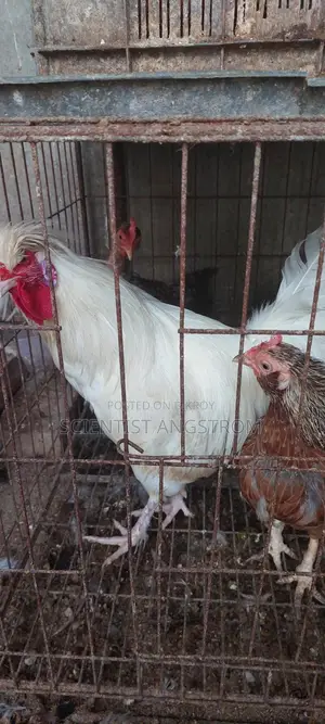 পলিশ ক্যাপ মোরগ মেল হাতবদল হবে