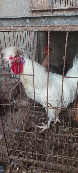 পলিশ ক্যাপ মোরগ মেল হাতবদল হবে