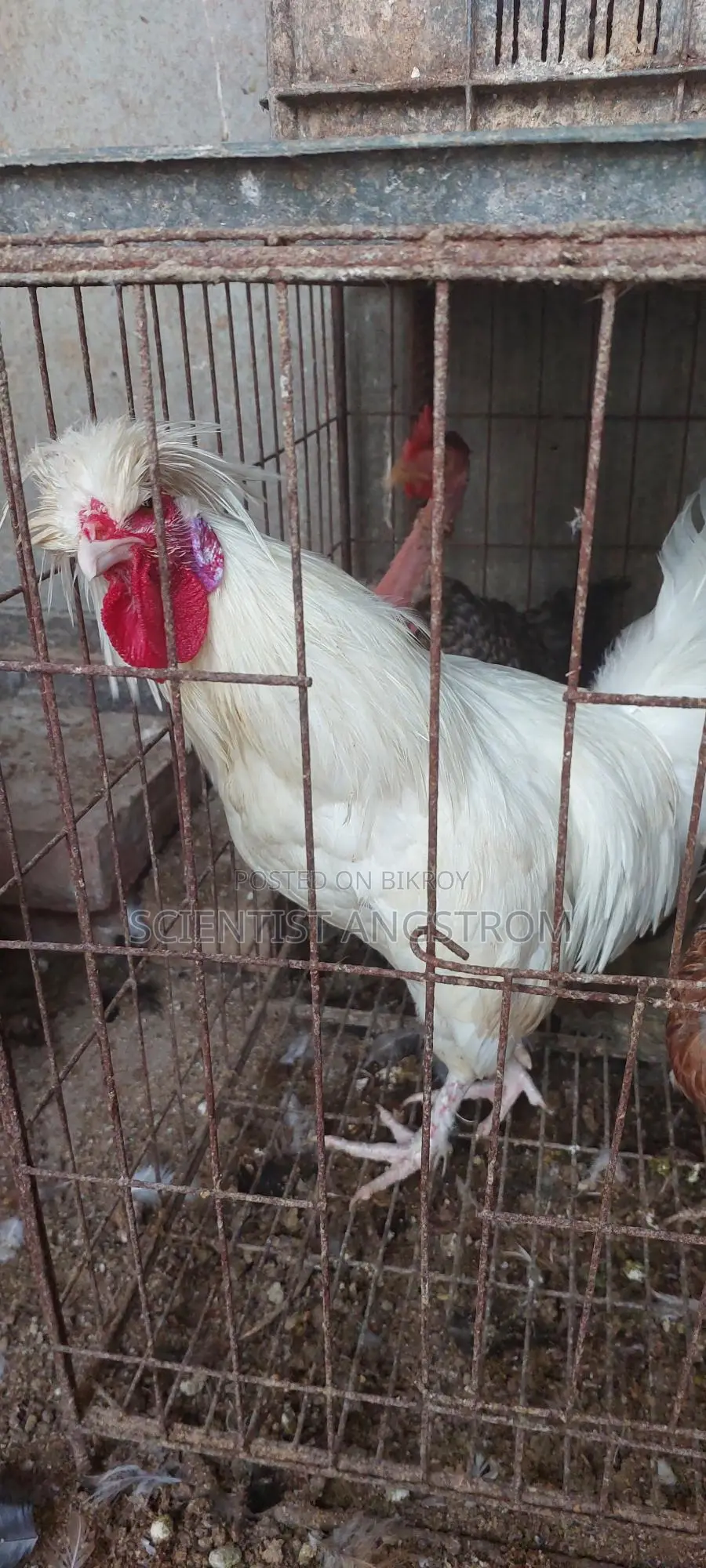 পলিশ ক্যাপ মোরগ মেল হাতবদল হবে