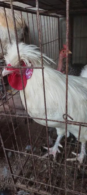 পলিশ ক্যাপ মোরগ মেল হাতবদল হবে