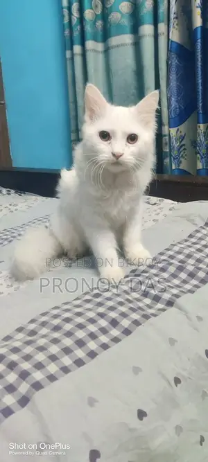 পার্সিয়ান ক্যাট