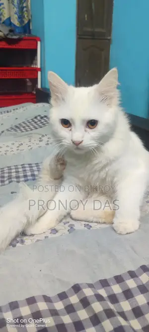 পার্সিয়ান ক্যাট