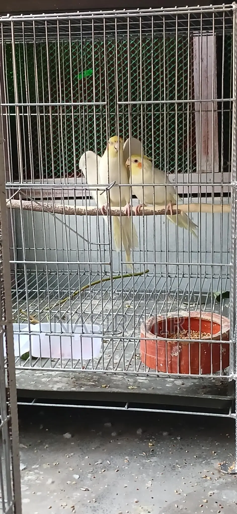 Lutino Cockatiels Available Now
