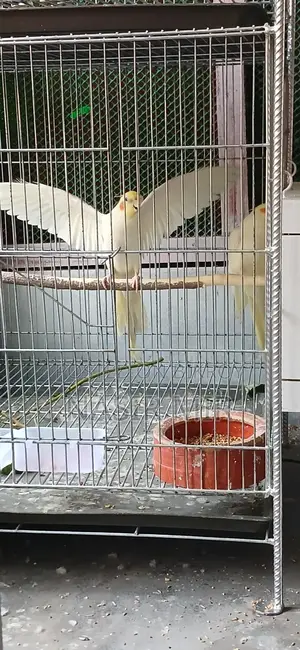 Lutino Cockatiels Available Now