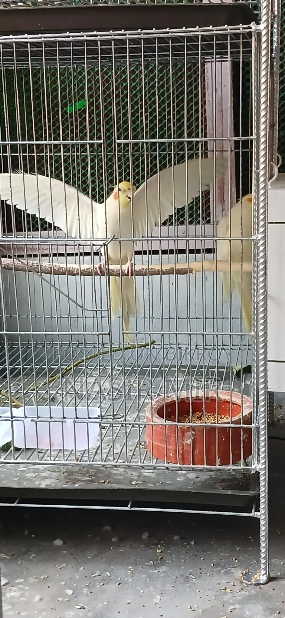 Lutino Cockatiels Available Now