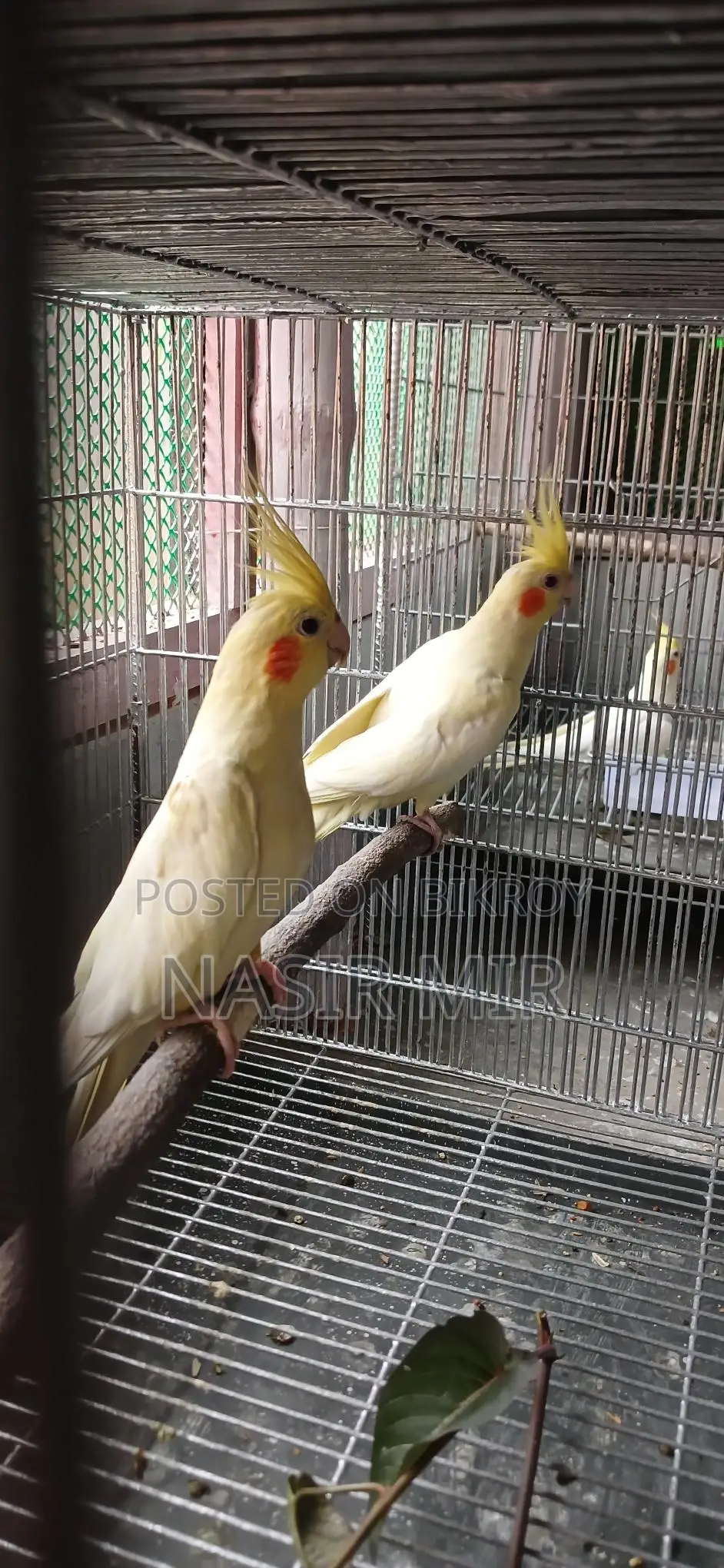 Lutino Cockatiels Available Now