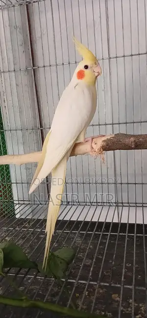 Lutino Cockatiels Available Now