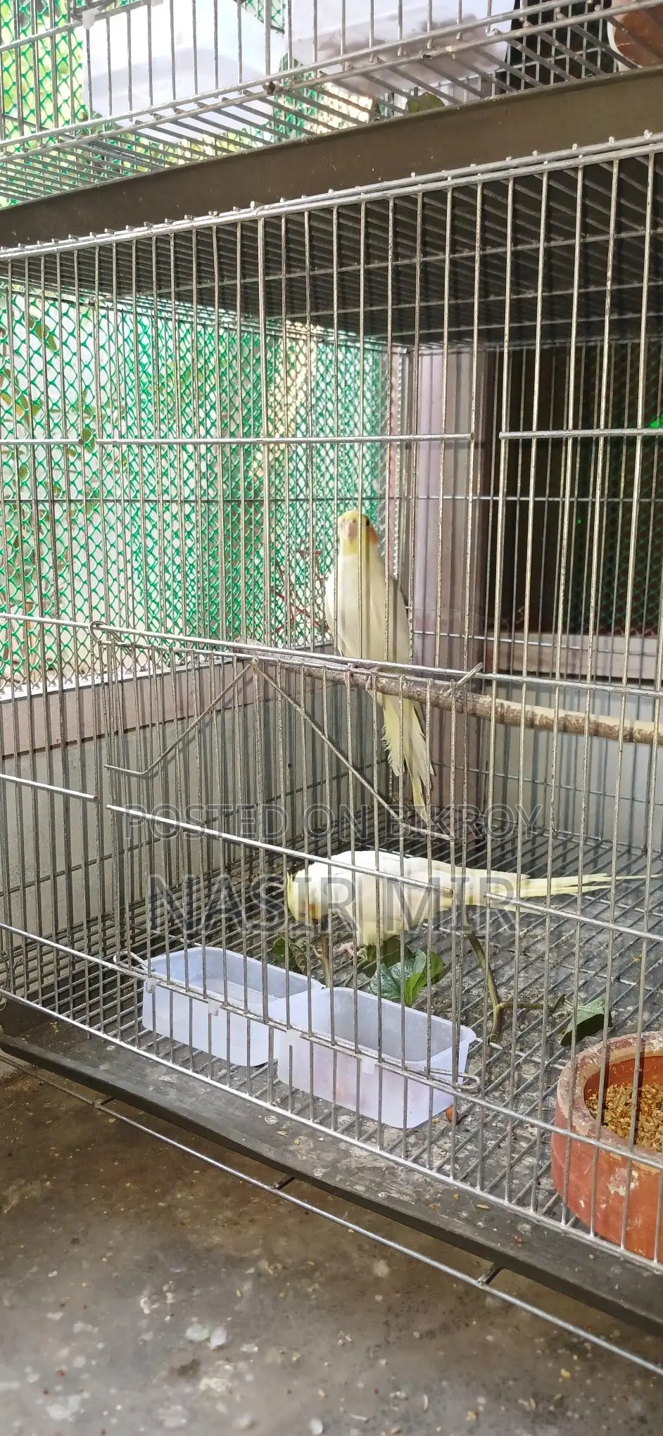 Lutino Cockatiels Available Now