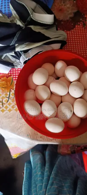 Chicken Eggs