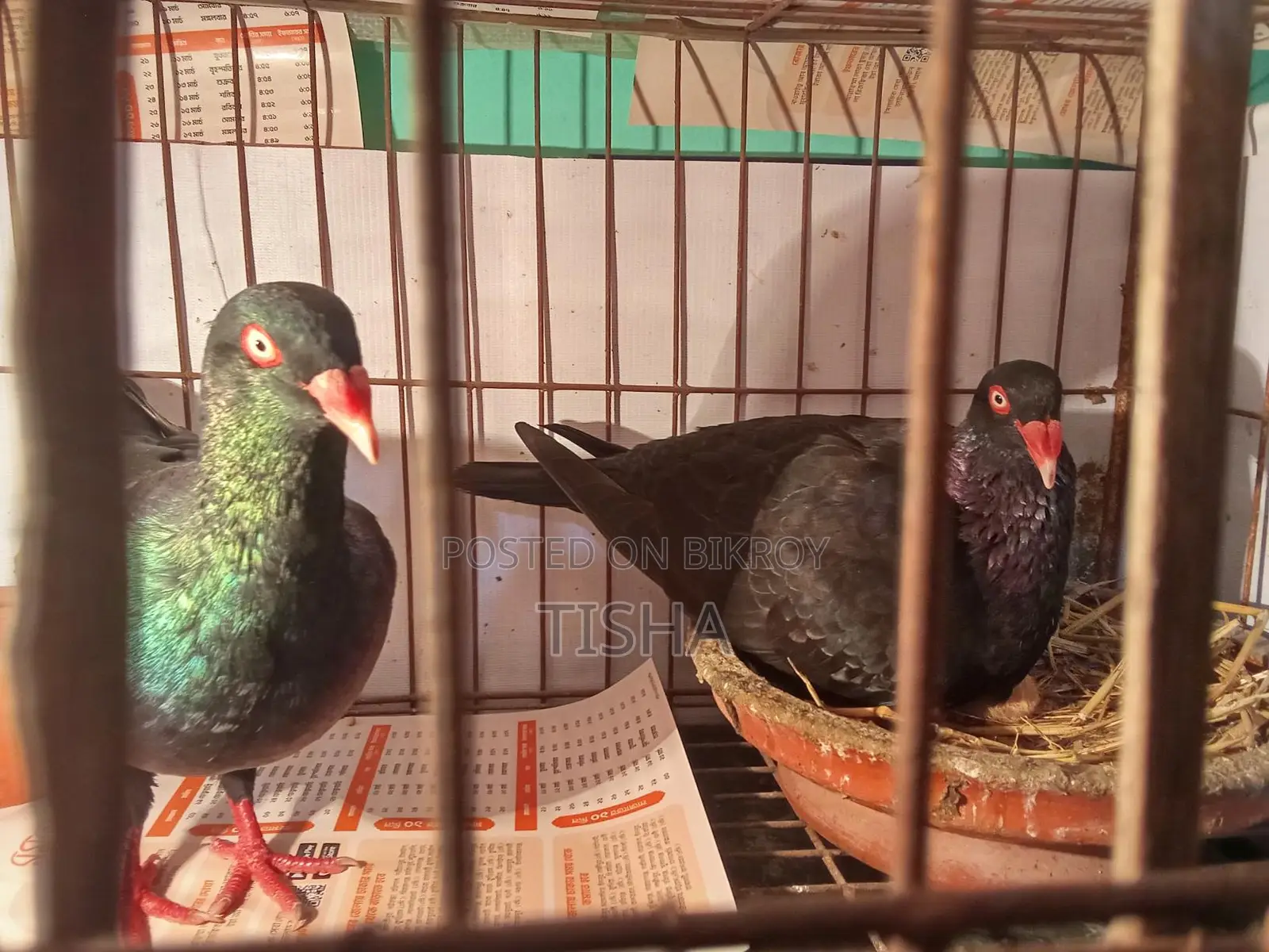 Pigeons for Sale