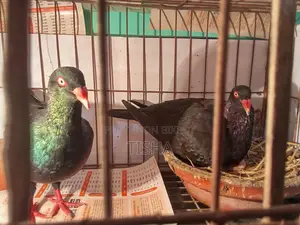 কবুতর বিক্রয় হবে