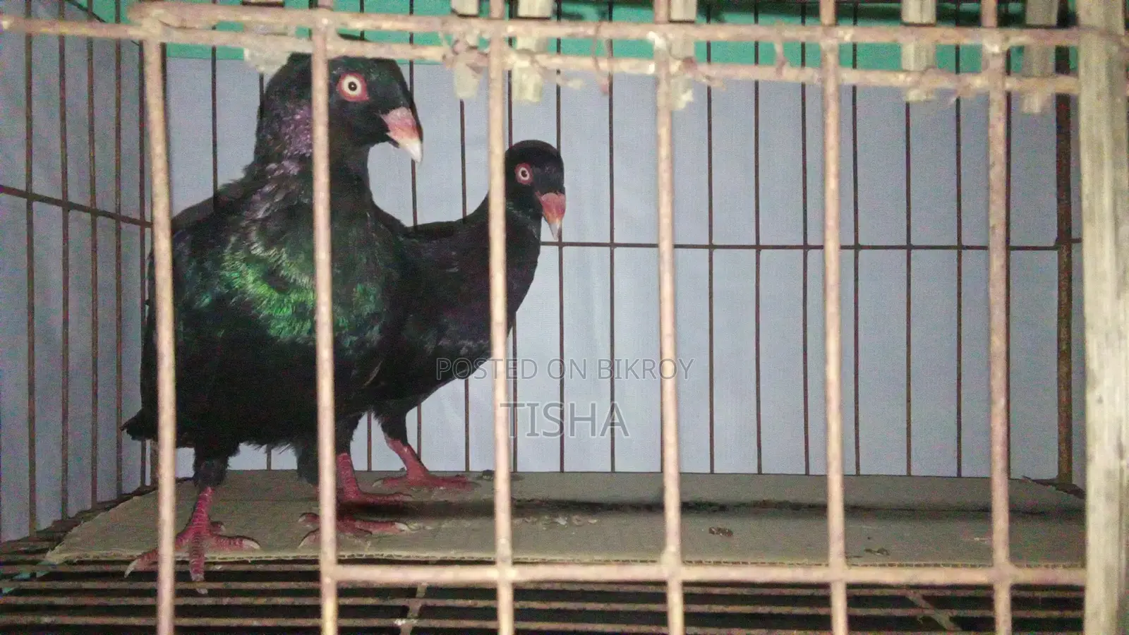 Pigeons for Sale