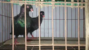 Pigeons for Sale