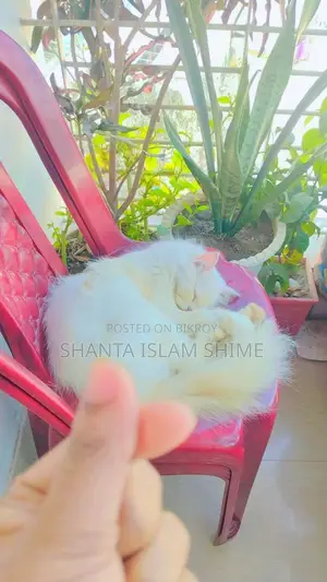 পার্শিয়ান বিড়াল বিক্রি করা হবে