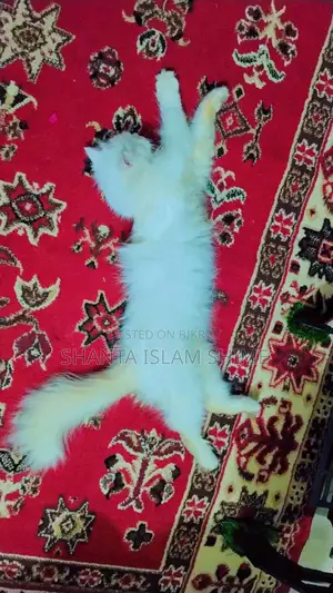 পার্শিয়ান বিড়াল বিক্রি করা হবে