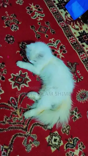 পার্শিয়ান বিড়াল বিক্রি করা হবে