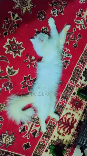 পার্শিয়ান বিড়াল বিক্রি করা হবে