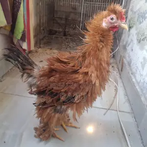 Frizzle Chicken for Sale