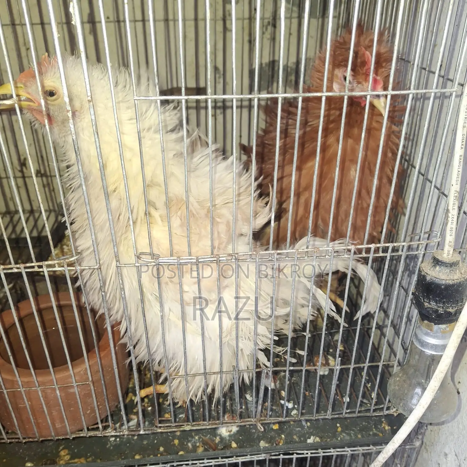 Frizzle Chicken for Sale