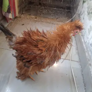 Frizzle Chicken for Sale