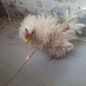Frizzle Chicken for Sale