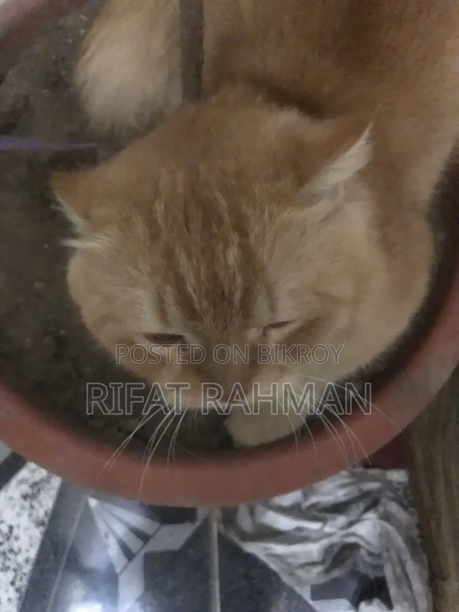 Persian Male Cat
