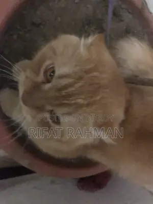 Persian Male Cat