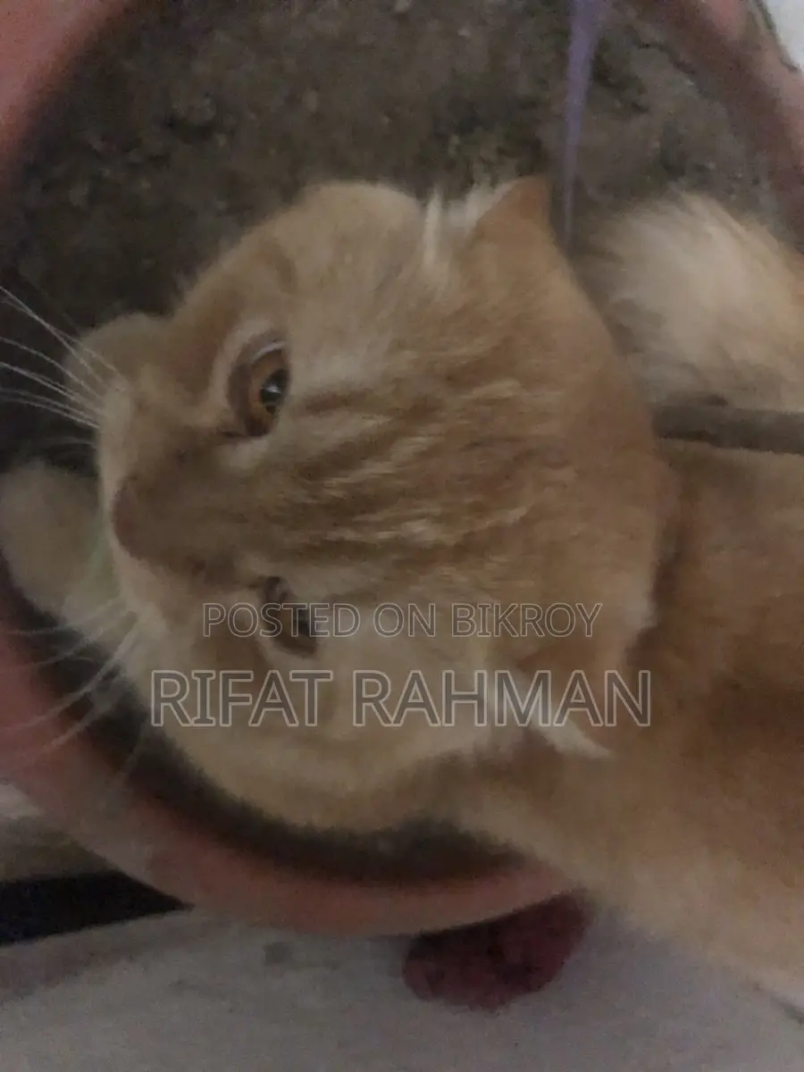 Persian Male Cat