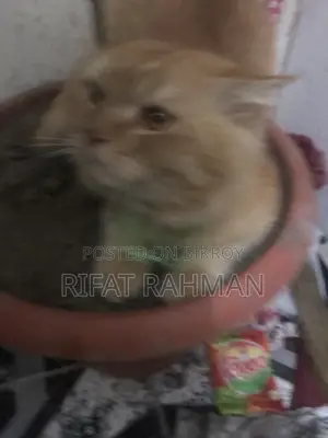 Persian Male Cat