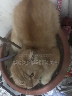 Persian Male Cat