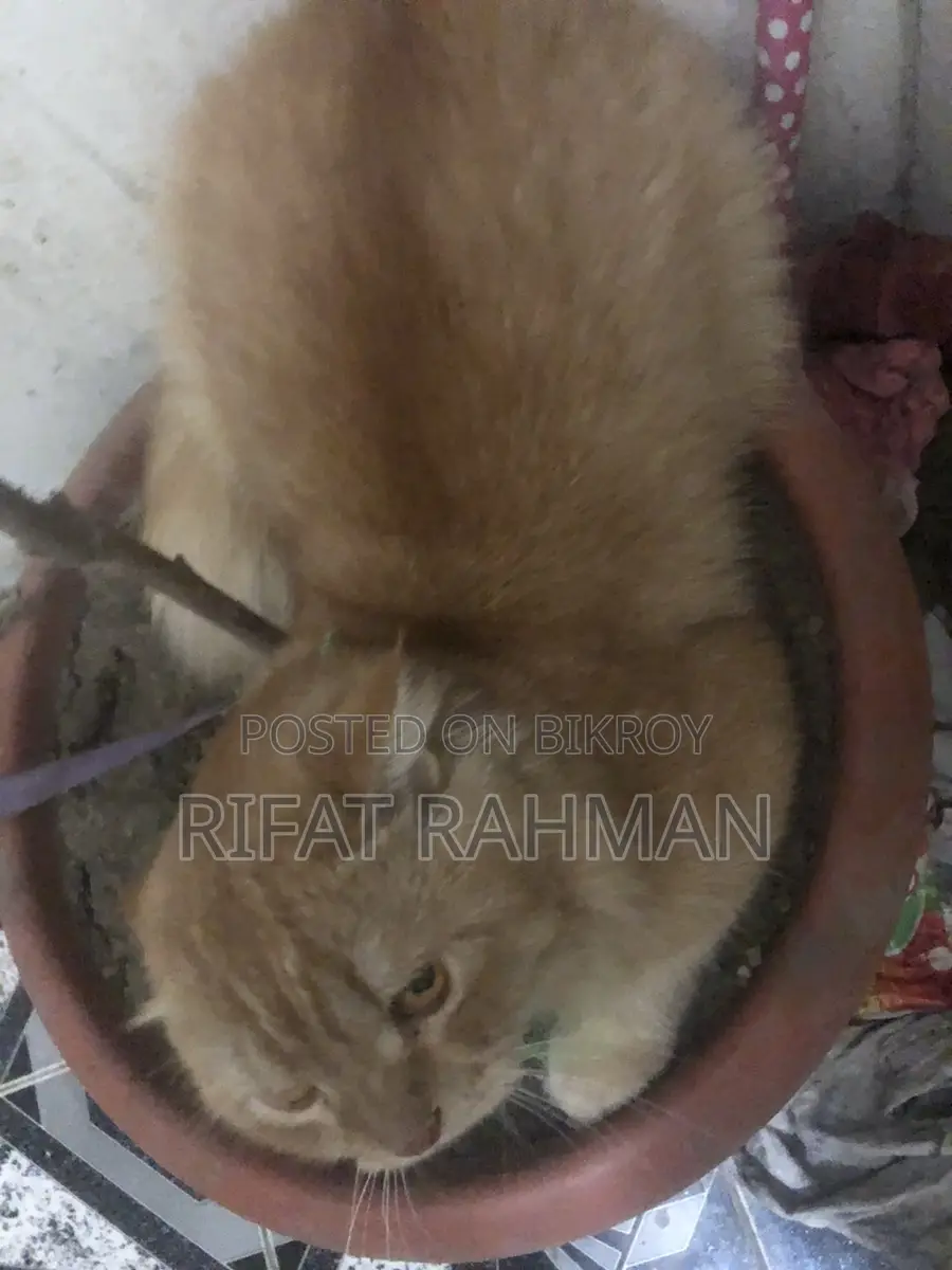 Persian Male Cat