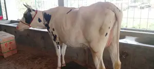 Cow No. 978 for Sale at a Low Price.